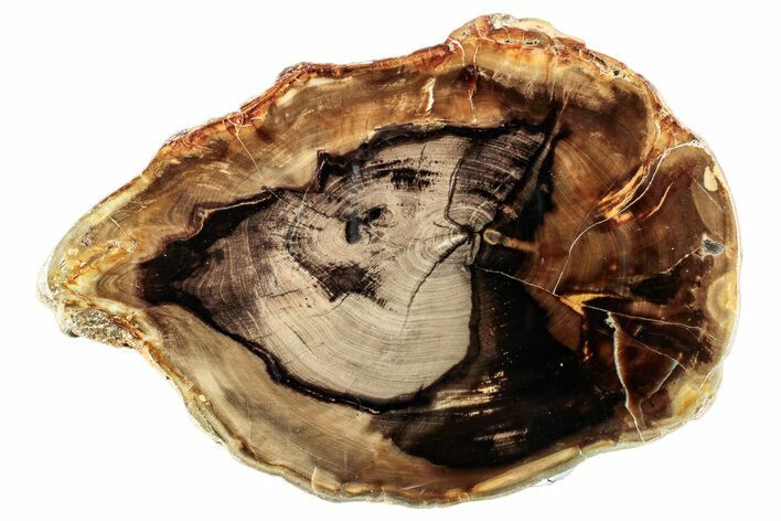 Polished Petrified Wood Round - McDermitt, Oregon #253120